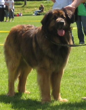 Eole du Lion Débonnaire - EXCELLENT