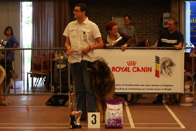 Eole du Lion Débonnaire - 2ième EXCELLENT