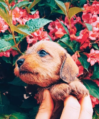 de la légende d'Androclès