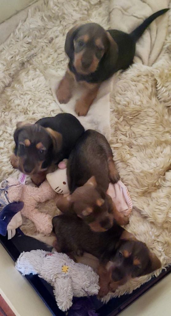 Teckel poil dur - de la légende d'Androclès