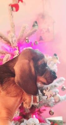 Les chiots de Teckel poil dur