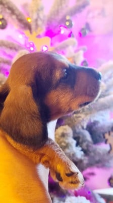 Les chiots de Teckel poil dur