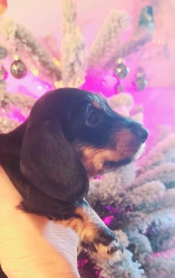 Les chiots de Teckel poil dur