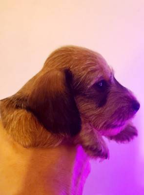 Les chiots de Teckel poil dur