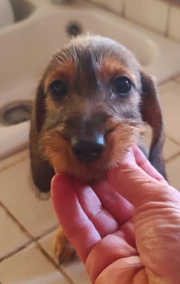 Les chiots de Teckel poil dur