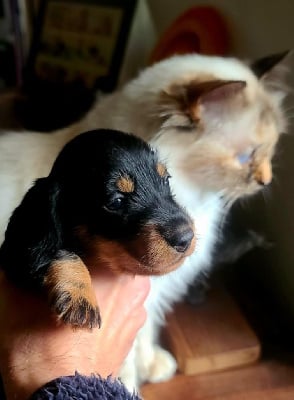 Les chiots de Teckel poil dur