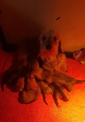 Teckel poil dur - de la légende d'Androclès