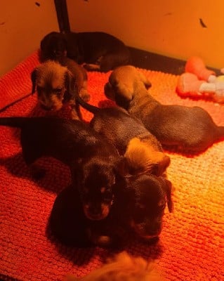 Teckel poil dur - de la légende d'Androclès