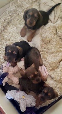 Teckel poil dur - de la légende d'Androclès