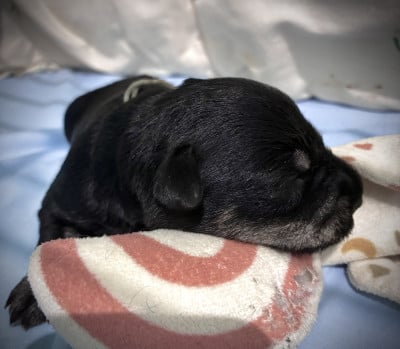 Les chiots de Schnauzer miniature