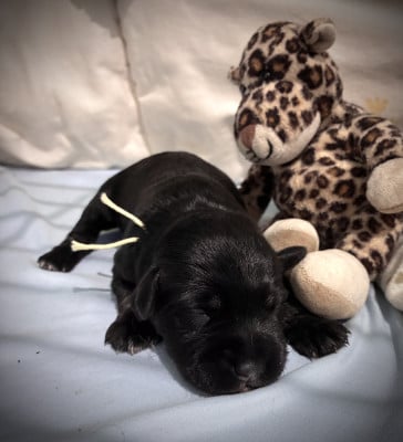 Les chiots de Schnauzer miniature