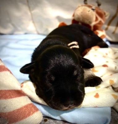 Les chiots de Schnauzer miniature