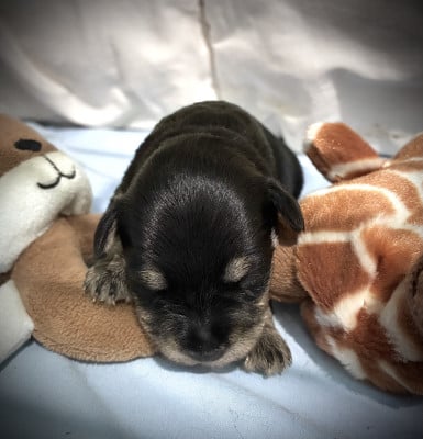 Les chiots de Schnauzer miniature
