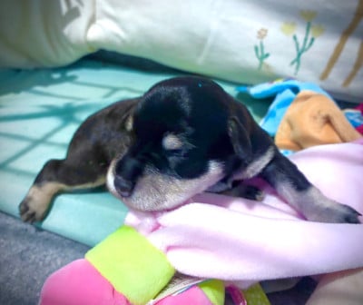 Les chiots de Schnauzer miniature