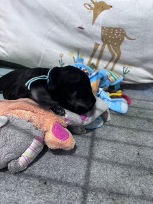 Les chiots de Schnauzer miniature