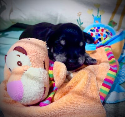 Les chiots de Schnauzer miniature