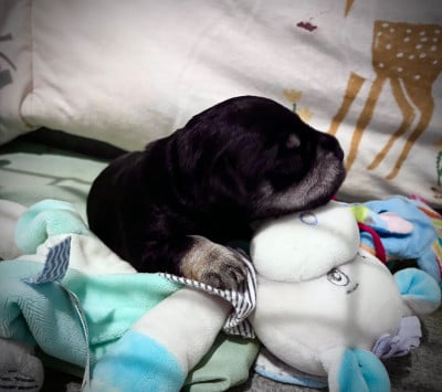 Les chiots de Schnauzer miniature