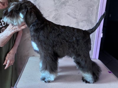 Les chiots de Schnauzer miniature