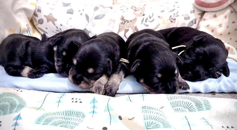 Schnauzer miniature - des forbans du Roc d'Hervieux