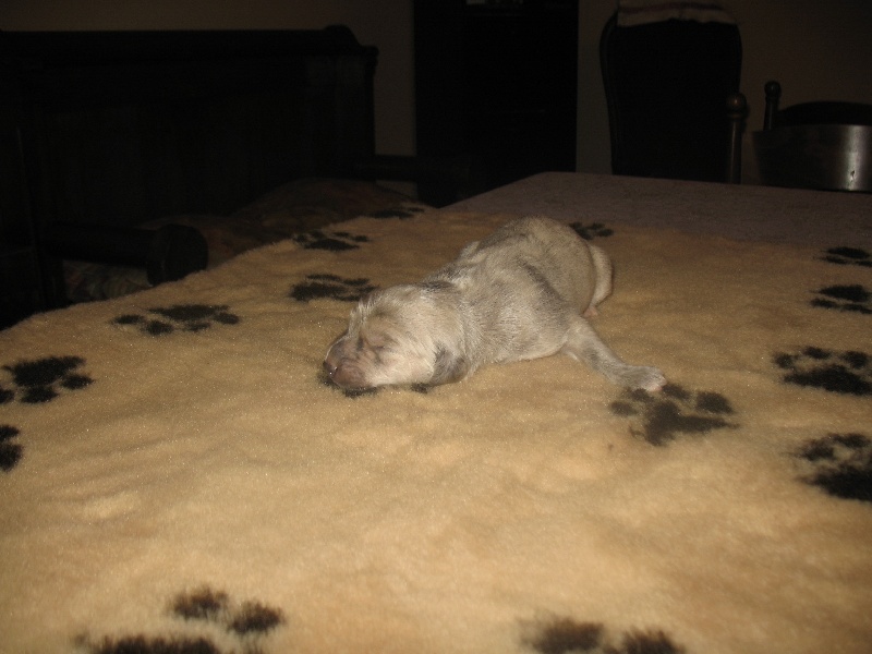 Chunky atar'ra of suliman jad