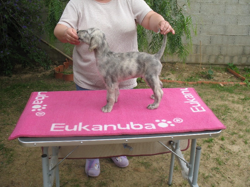 Chunky atar'ra of suliman jad