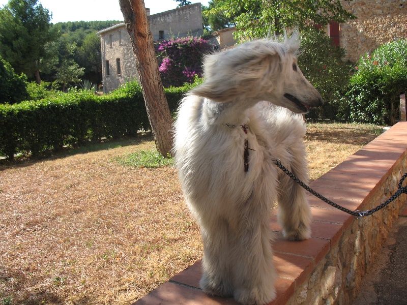 Chunky atar'ra of suliman jad