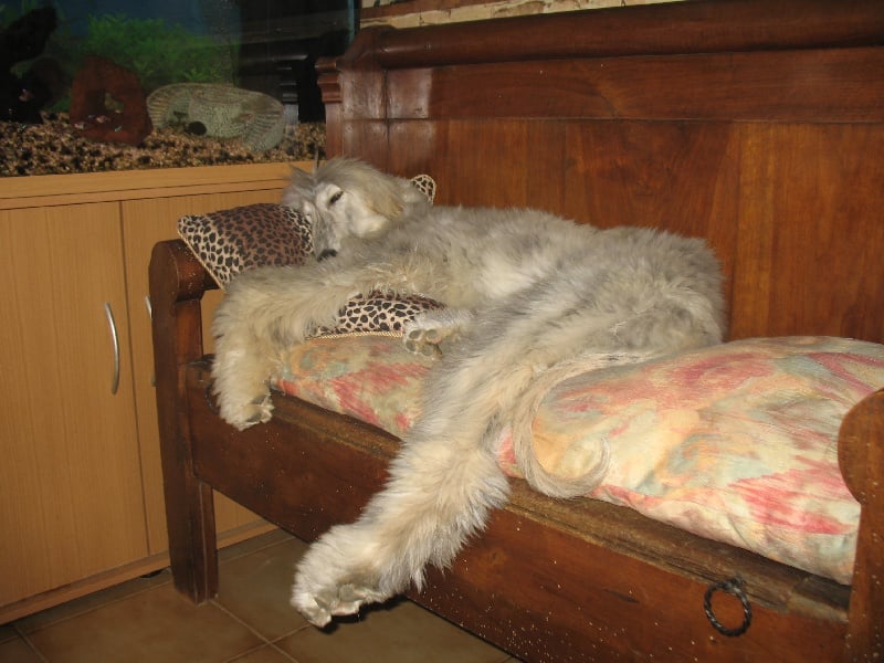 Chunky atar'ra of suliman jad