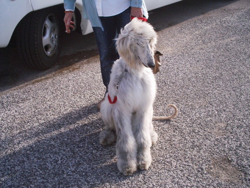 Chunky atar'ra of suliman jad