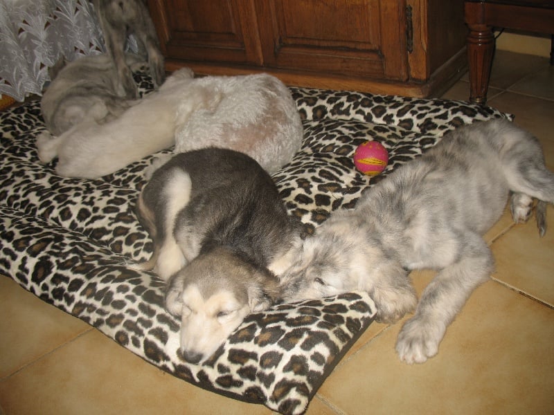 Chunky atar'ra of suliman jad