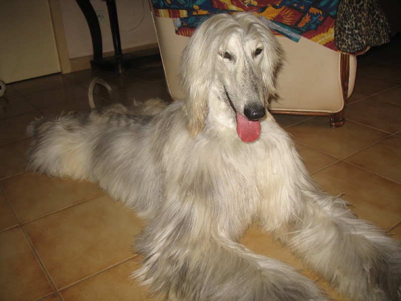 Chunky atar'ra of suliman jad