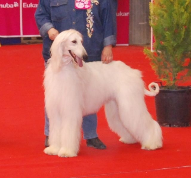 Cherkan atar'ra of suliman jad - 2e exc classe ouverte