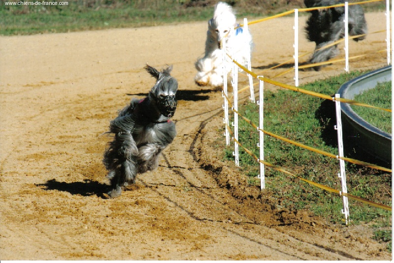 CH. Tanit De l'Isle Rare - Cact 1er exc