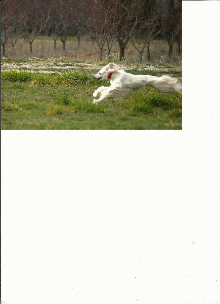 Cherkan atar'ra of suliman jad - 2 e exc rcacp