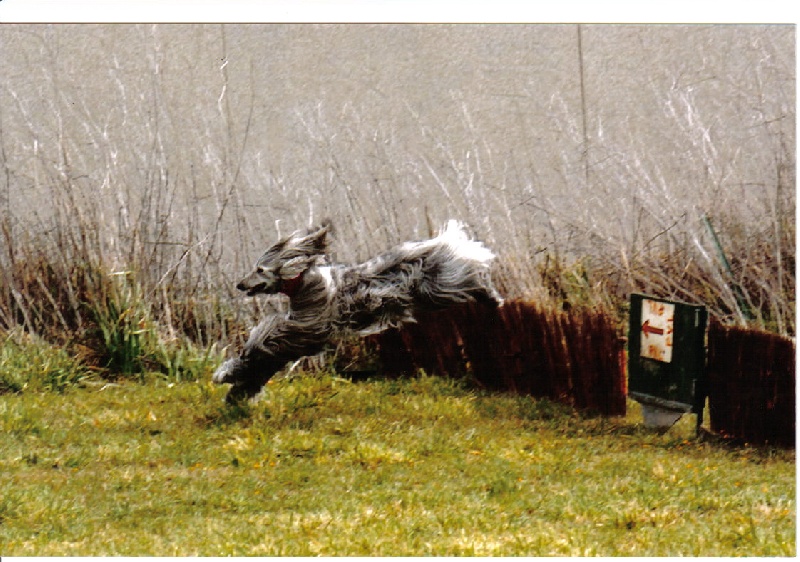 CH. Tanit De l'Isle Rare - 2e exc rcacp