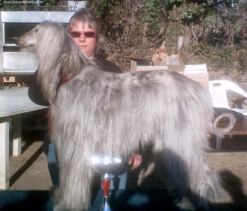 CH. Tanit De l'Isle Rare - plusieur cact 1e exc