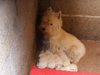Étalon West Highland White Terrier - Chanel (Sans Affixe)