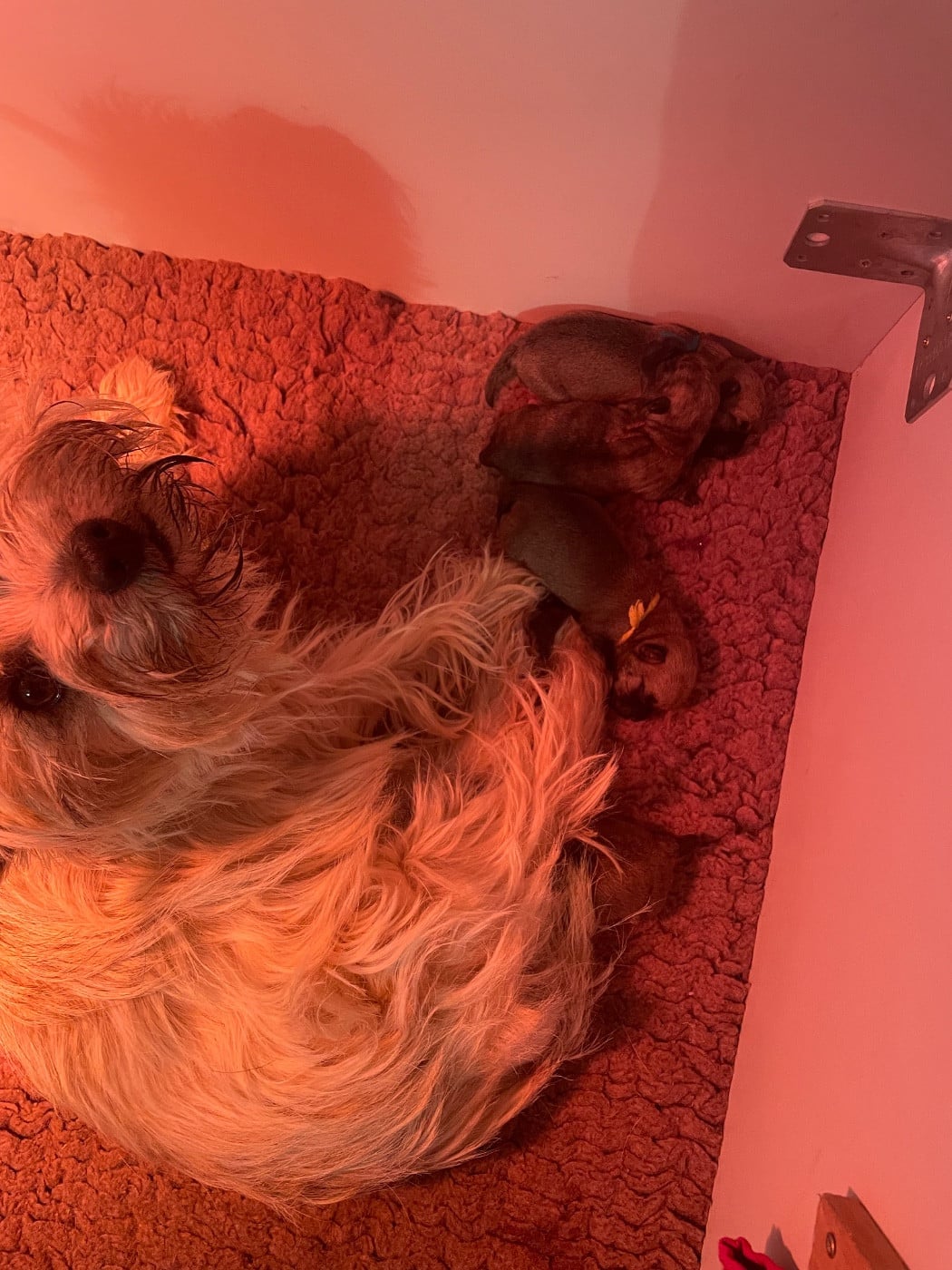 Cairn Terrier - de l'arche des pierres dorées