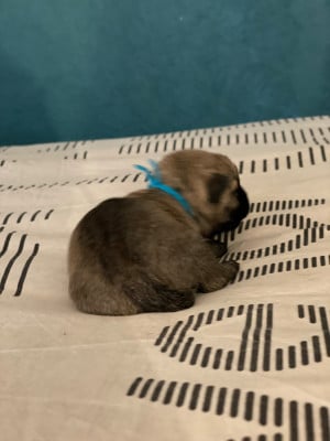 Les chiots de Cairn Terrier