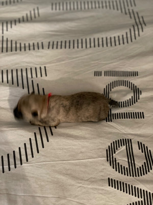 Les chiots de Cairn Terrier