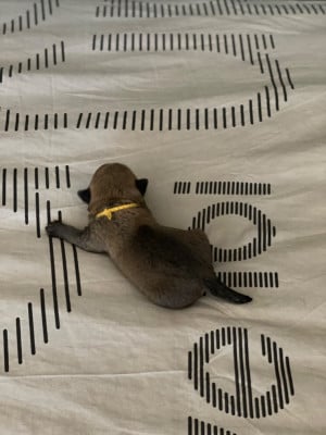 Les chiots de Cairn Terrier