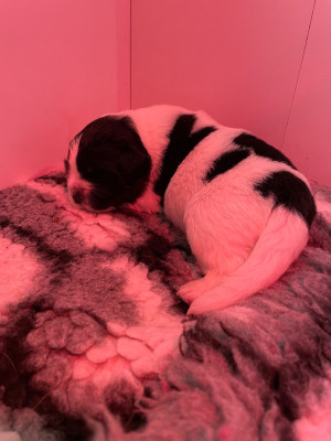 Les chiots de Terre-neuve