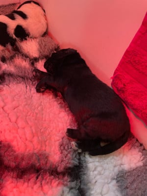 Les chiots de Terre-neuve