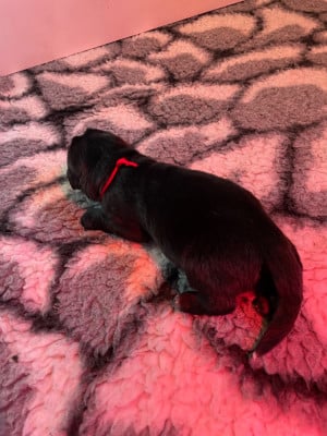 Les chiots de Terre-neuve