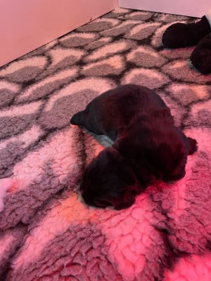 Les chiots de Terre-neuve