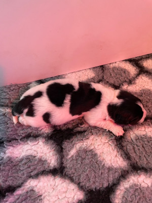 Les chiots de Terre-neuve