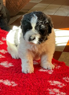 Les chiots de Terre-neuve