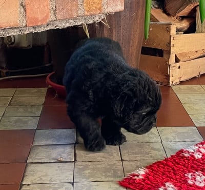 Les chiots de Terre-neuve