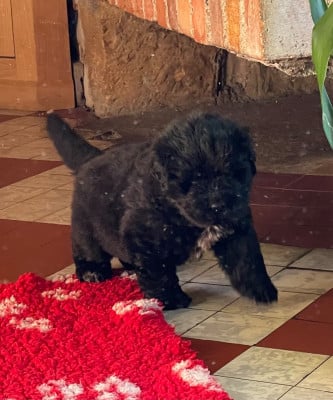 Les chiots de Terre-neuve