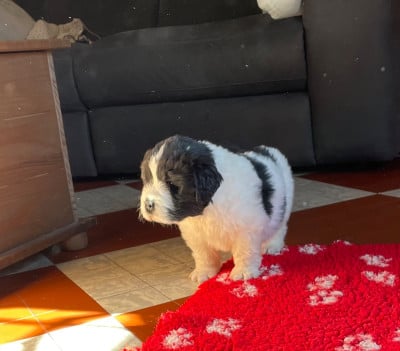 Les chiots de Terre-neuve