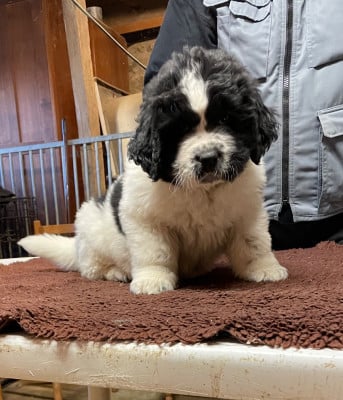 Les chiots de Terre-neuve